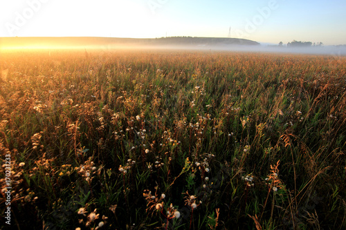 foggy dawn in a field