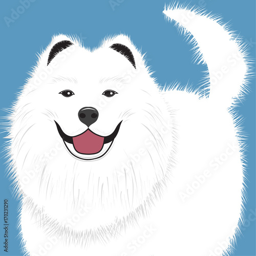 Dog samoyed, buddy puppy vector