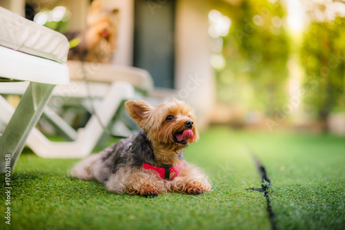 Yorkshire terrier dog lies and looks at the someone on the green grass.