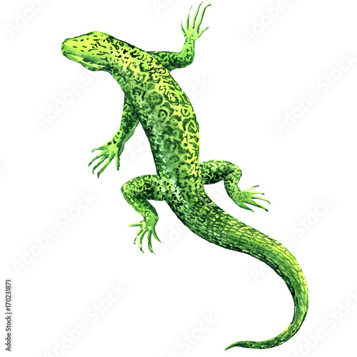 Green lizard  top view  isolated  watercolor illustration on white