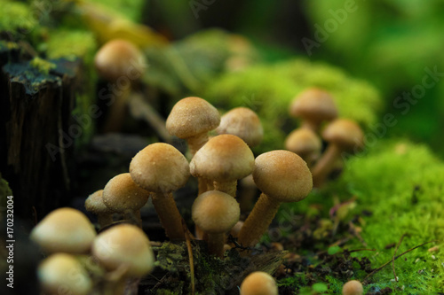 Group of Honey fungus growing on stump with green moss. Close up. Blurry background.