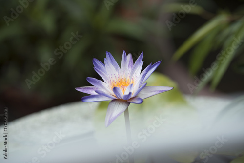  water lily photographed in natural light