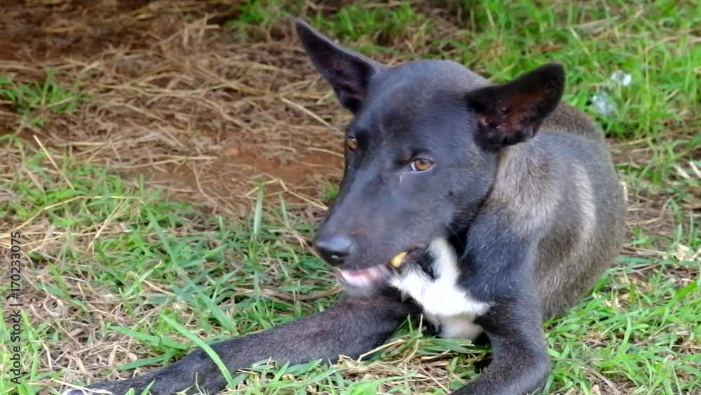 Pleased and happy dog eating meat on bone lying on green grass. Pleased and happy dog eating meat on bone lying on green grass.