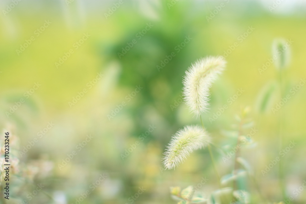 Obraz premium コスモス 花