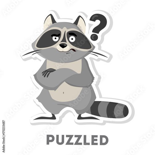Isolated puzzled raccoon.