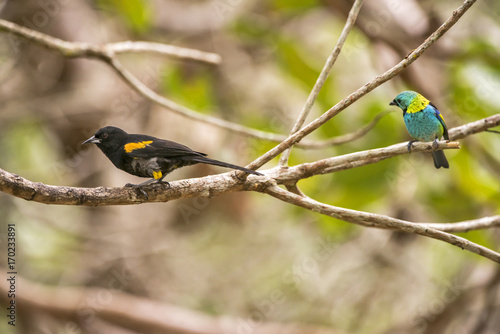 Encontro e Saíra-sete-cores (Icterus pyrrhopterus e Tangara seledon) | Variable Oriole e Green-headed Tanager photographed in Linhares, Espírito Santo - Southeast of Brazil. Atlantic Forest Biome. photo