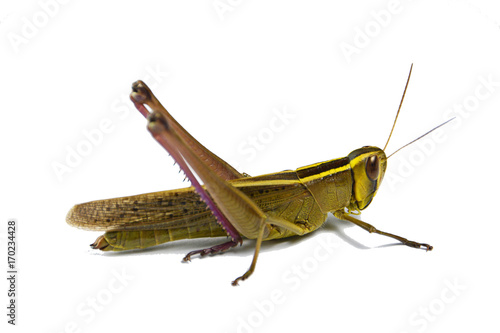 Brown grasshopper on white background