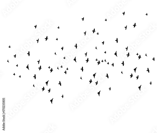 vector, isolated silhouette of flying birds on white background