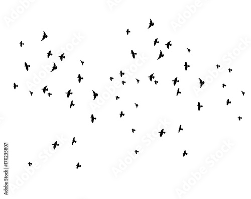  isolated silhouette of flying birds on white background