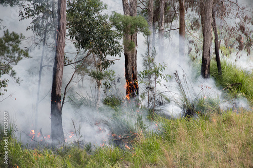 Small bushfire burning through forest in Australian outback