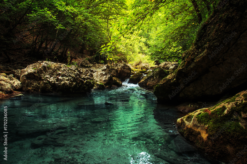 Amazing forest landscape. Amazing forest landscape.