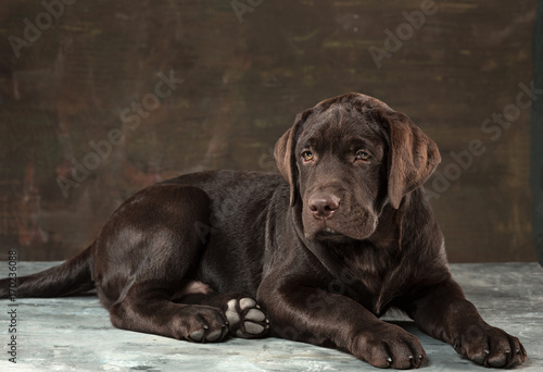 The portrait of a black Labrador dog taken against a dark backdrop.