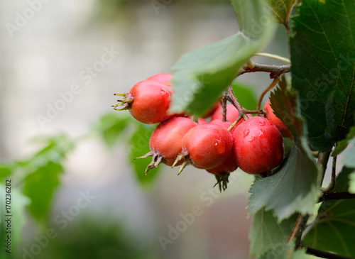 Hawthorn red berries with briht green leaves on a tree branch. Autumn season background. photo