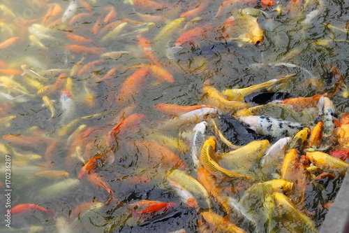 Colored fish, Bejijng, China