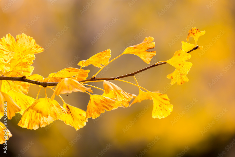 Obraz premium Ginkgo trees Autumn