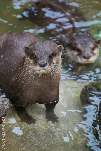 かわいいカワウソ