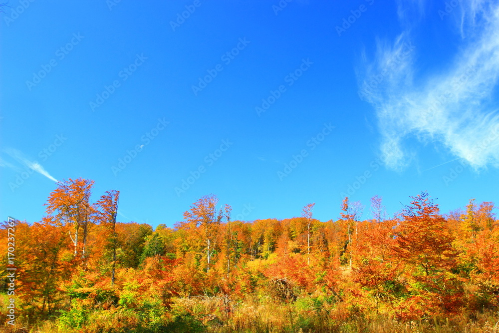 Fototapeta premium Autumn forest 