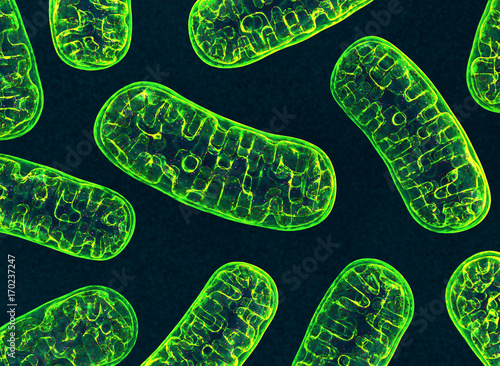 Canvas Print Mitochondria. 3d image