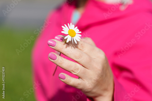 Camomile (daisy) flower in female hand.