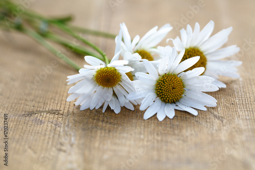 White camomiles on wood rustic background