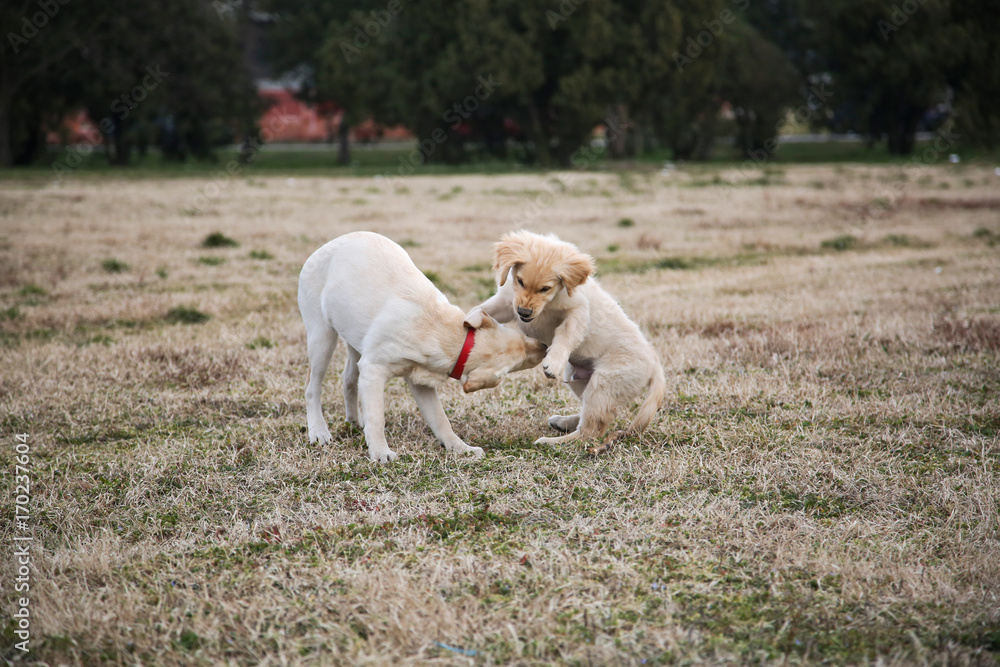 Labrador retriever mother and cub playing in park on summer grass. Labrador retriever mother and cub playing in park on summer grass.