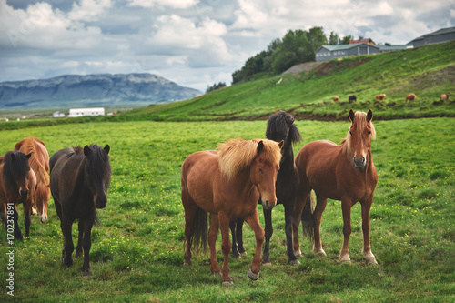 Travel to Iceland. herd of horses in a field on the mountains and dramatic sky background