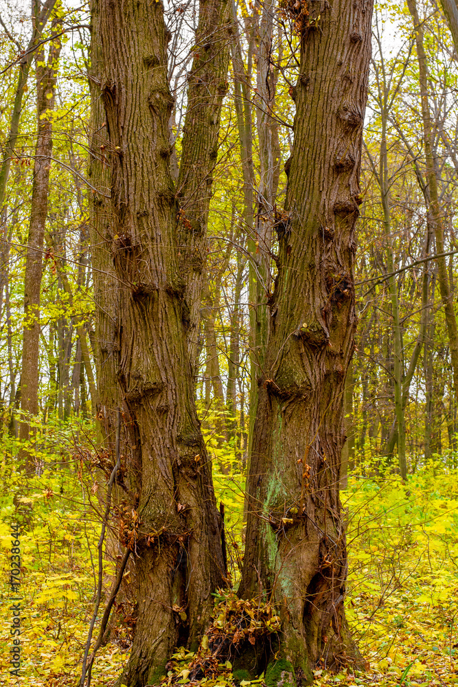 Photo of orange autumn forest with leaves Photo of orange autumn forest with leaves