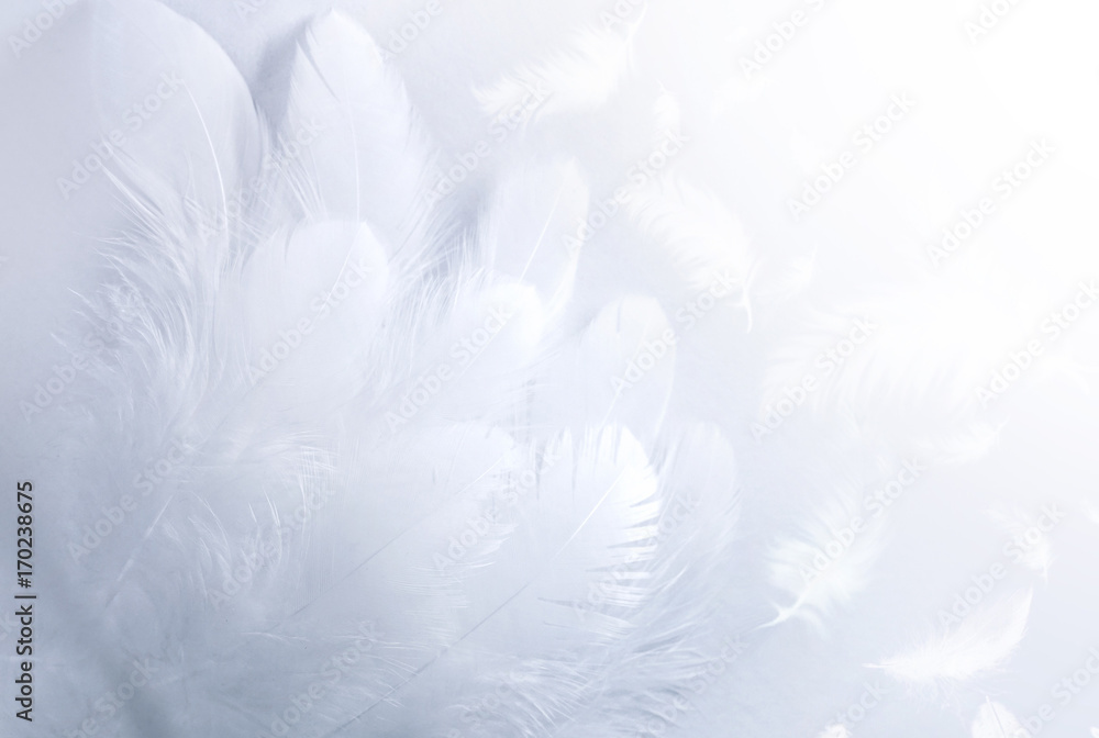 Airy soft fluffy wing bird with white feathers close-up of macro pastel blue shades on white background. Abstract gentle natural background with bird feathers macro with soft focus.