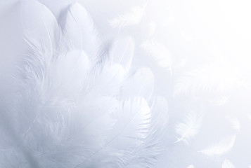 Airy soft fluffy  wing  bird with white feathers close-up of macro pastel blue shades on white background. Abstract gentle natural background with bird feathers macro with soft focus.