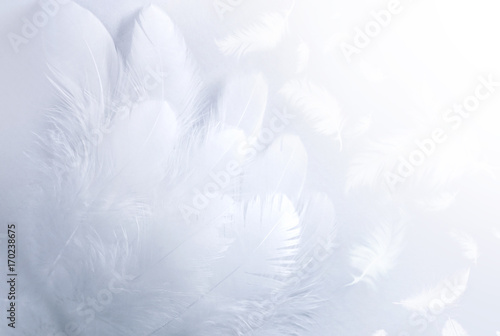 Airy soft fluffy  wing  bird with white feathers close-up of macro pastel blue shades on white background. Abstract gentle natural background with bird feathers macro with soft focus.