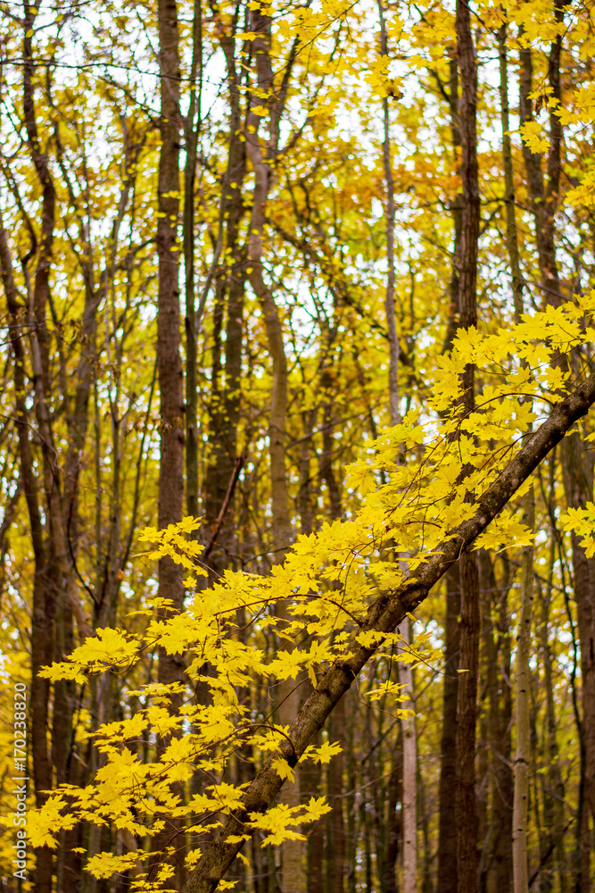 Obraz premium Photo of orange autumn forest with leaves