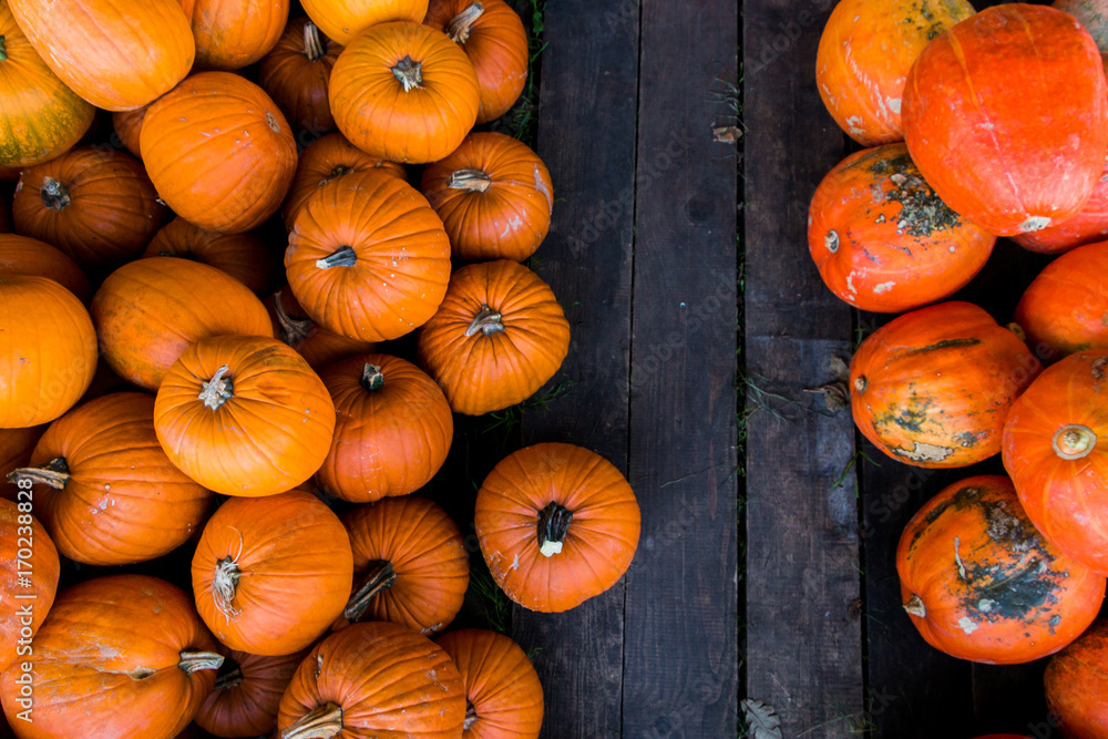 Red and orange pumpkins Red and orange pumpkins