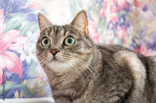 Gray domestic cat on a bright background