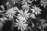 Photo of yellow flowers near blue lake black and white