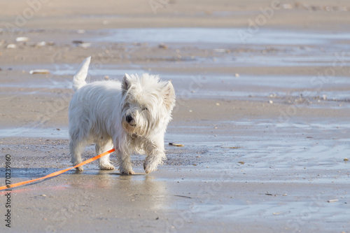 Dog, West Highland Terrier, is getting its jollies on the beach © Angela Rohde