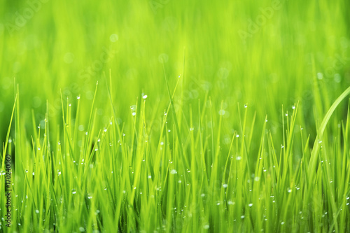 Spring or summer season abstract nature background with grass and drops, selective focus.