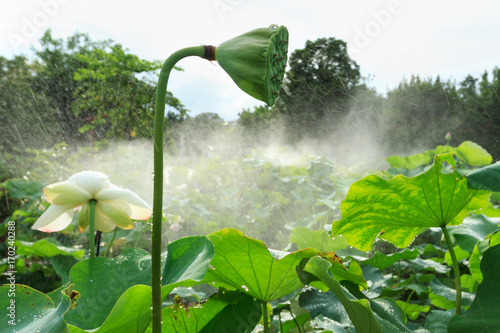 Lotus seedpod in pond In Xiamen Garden Expo