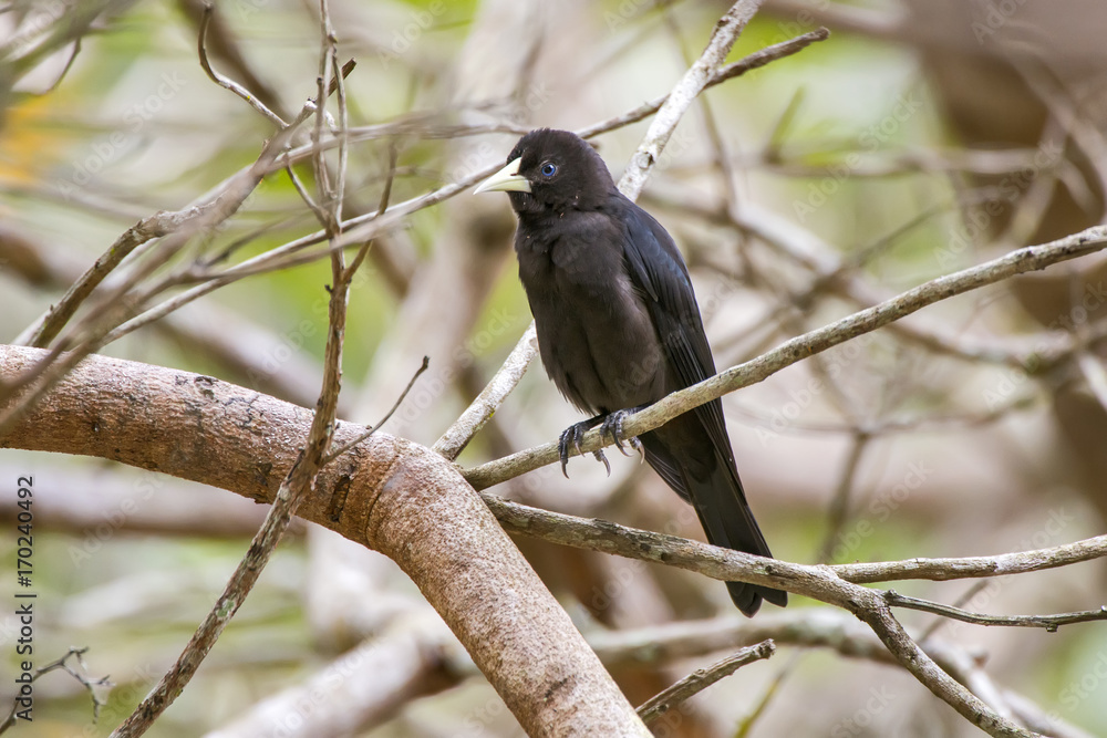 Guaxe (Cacicus haemorrhous) | Red-rumped Cacique photographed in Linhares, Espírito Santo - Southeast of Brazil. Atlantic Forest Biome. Guaxe (Cacicus haemorrhous) | Red-rumped Cacique photographed in Linhares, Espírito Santo - Southeast of Brazil. Atlantic Forest Biome.