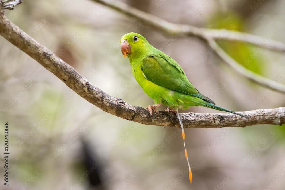 Periquito-rico (Brotogeris tirica) | Plain Parakeet photographed in Linhares, Espírito Santo - Southeast of Brazil. Atlantic Forest Biome.