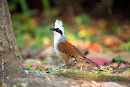 Foto White-crested Laughingthrush