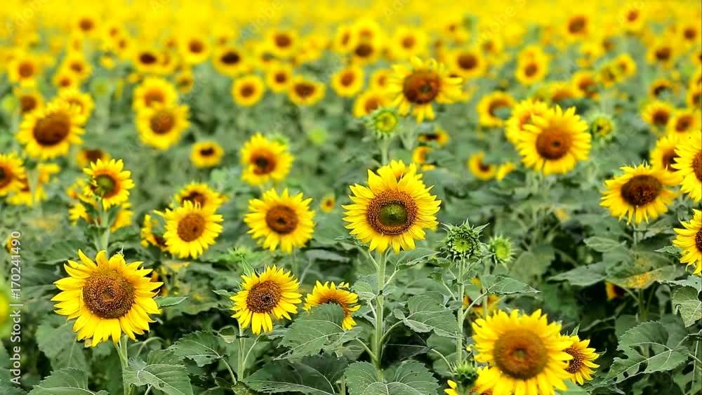 Sunflowers moving in the wind on morning Sunflowers moving in the wind on morning