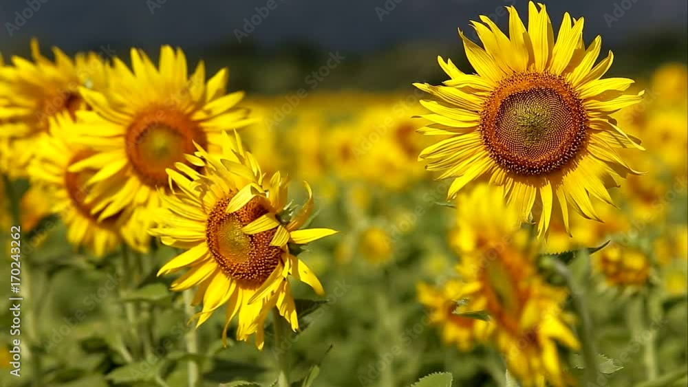 Sunflowers moving in the wind on morning Sunflowers moving in the wind on morning