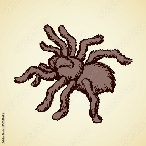 Vector sketch. Spider