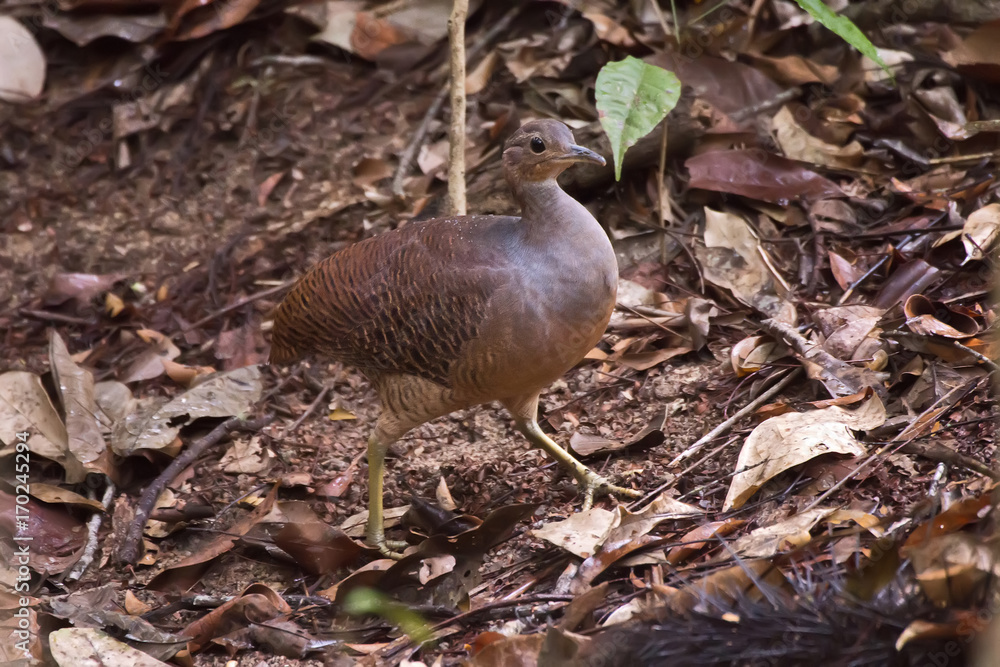 Jaó-do-sul (Crypturellus noctivagus) | Yellow-legged Tinamou photographed in Linhares, Espírito Santo - Southeast of Brazil. Atlantic Forest Biome. Jaó-do-sul (Crypturellus noctivagus) | Yellow-legged Tinamou photographed in Linhares, Espírito Santo - Southeast of Brazil. Atlantic Forest Biome.