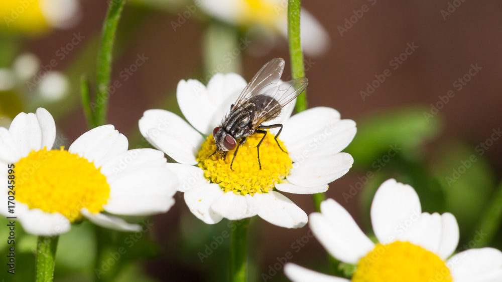 Small fly resting Small fly resting