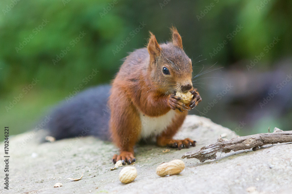 Brown squirrel eating nuts on tree Brown squirrel eating nuts on tree