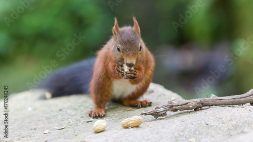 Brown squirrel eating nuts on tree © michaklootwijk