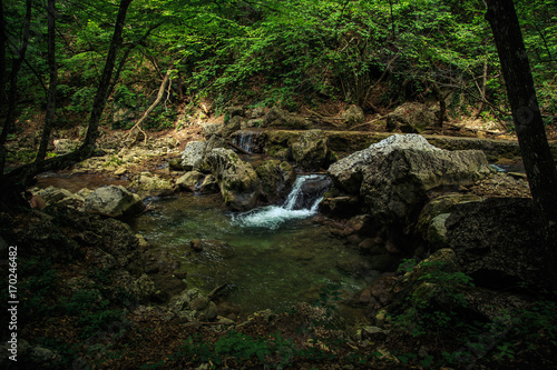 Amazing forest landscape.