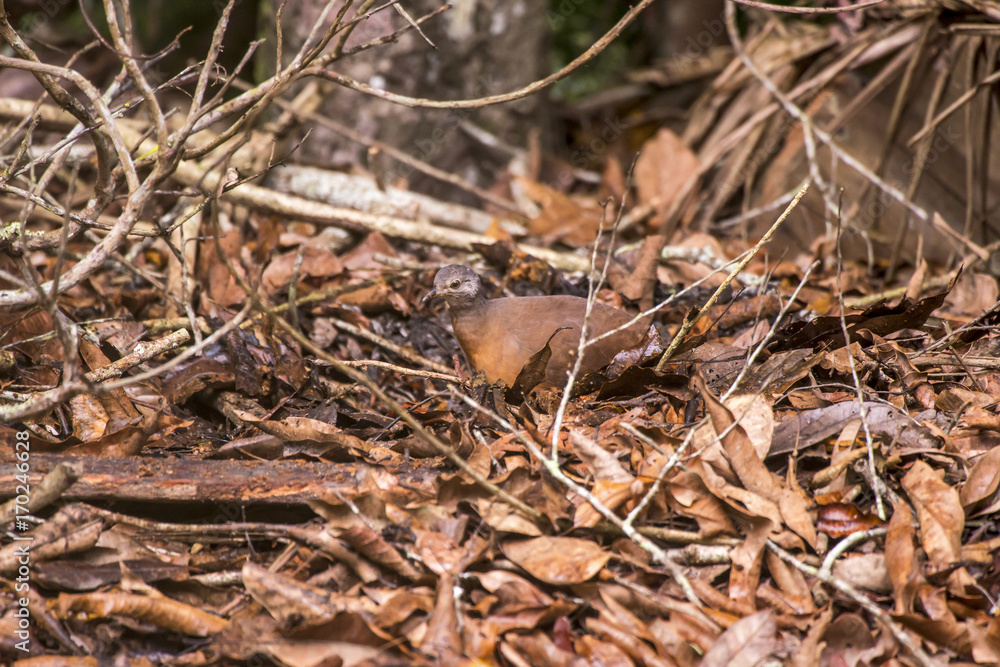 Fototapeta premium Tururim (Crypturellus soui) | Little Tinamou photographed in Linhares, Espírito Santo - Southeast of Brazil. Atlantic Forest Biome.