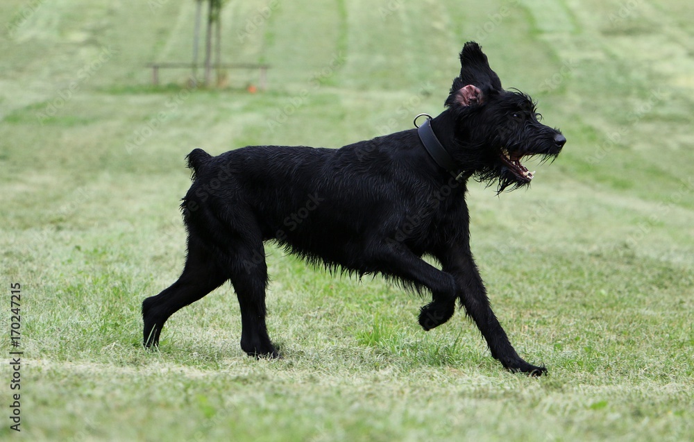 Riesenschnauzer hat Spaß im Garten Riesenschnauzer hat Spaß im Garten